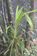 Image of Pandan