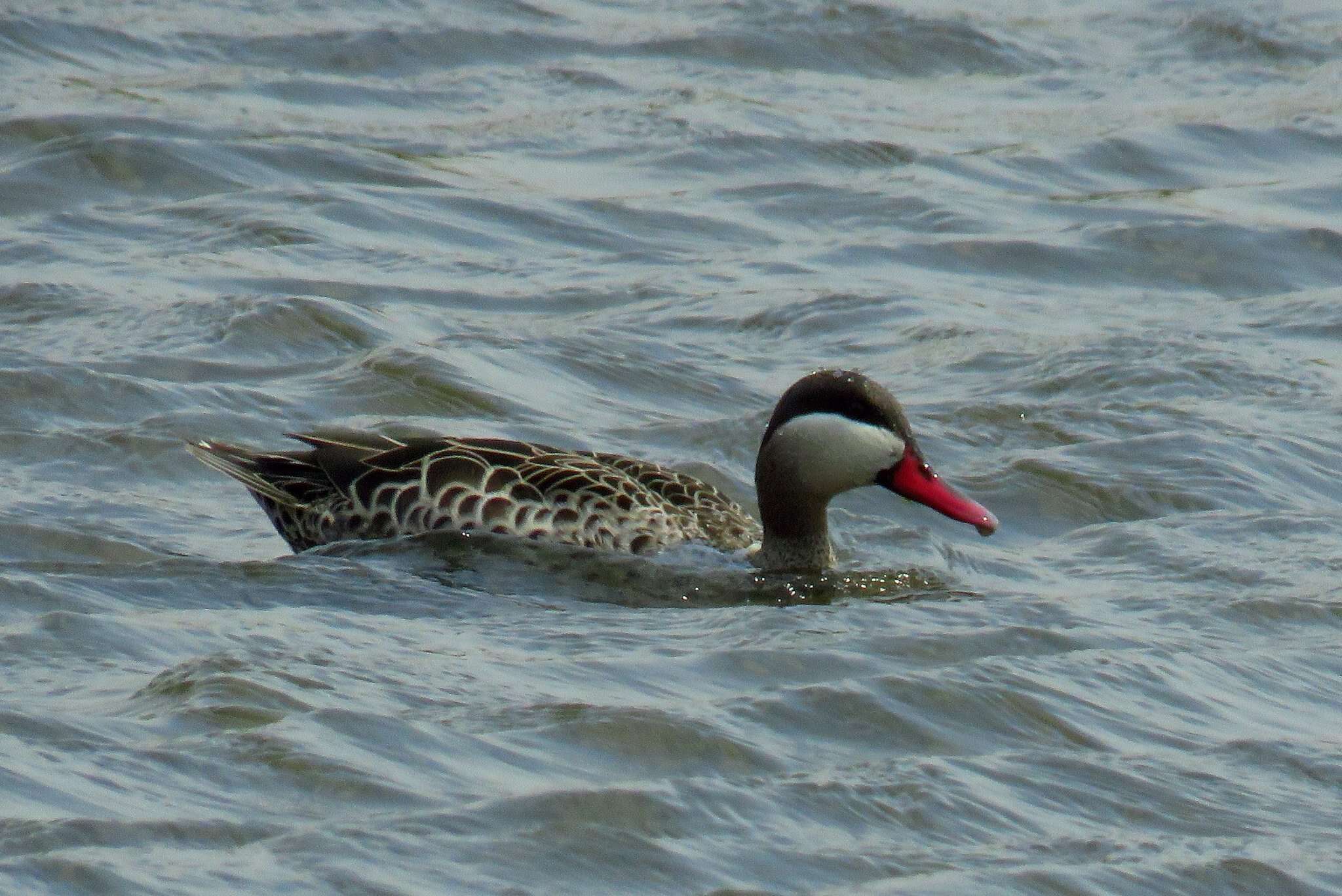 Image of Red-billed Teal