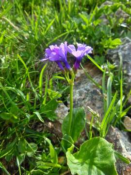 Primula latifolia Lapeyr. resmi