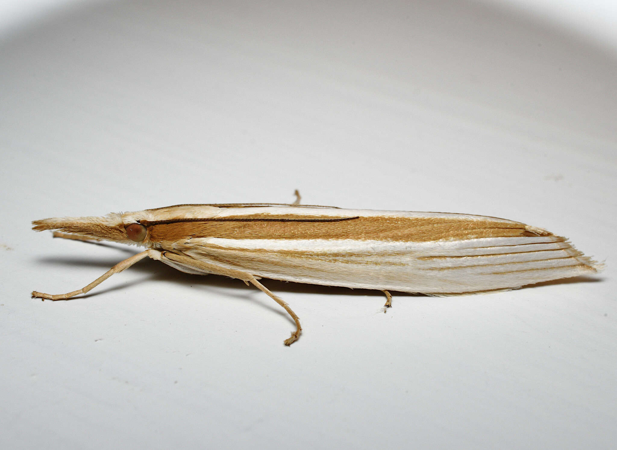 Image of Orocrambus angustipennis Zeller 1877