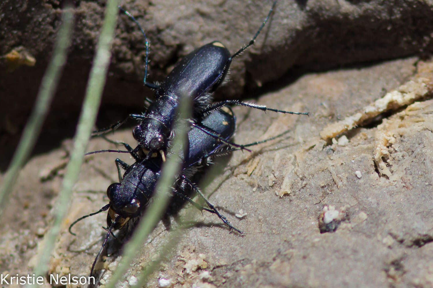 Image of Cicindela (Cicindelidia) amargosae Dahl 1939