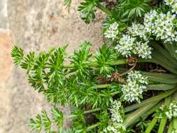 Слика од Chaerophyllum australianum K. F. Chung