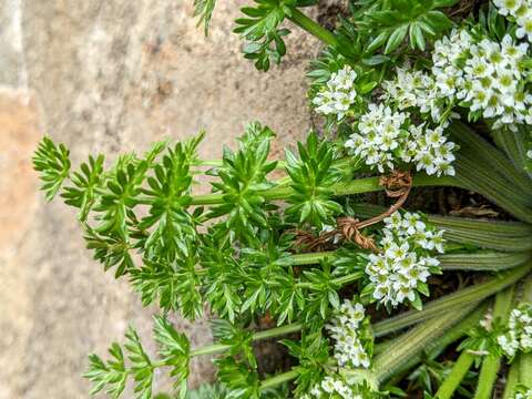 Image of Chaerophyllum australianum K. F. Chung