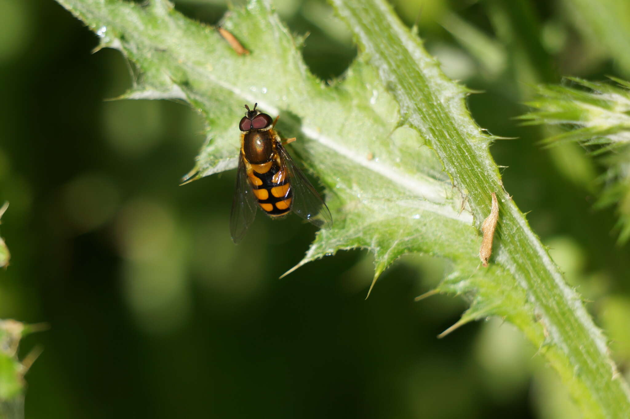 Image of Syrphus octomaculatus Walker 1836