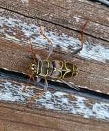 Image of Neoclytus scutellaris (Olivier 1790)