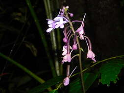 Image of Calanthe ceciliae Rchb. fil.