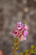 Image of Verticordia pennigera Endl.