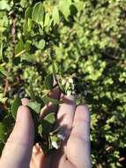 Image of Arctostaphylos purissima subsp. purissima