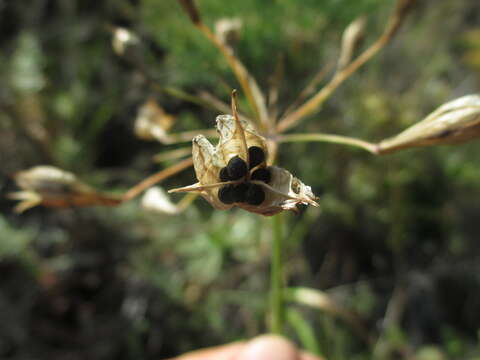 Image of San Clemente Island triteleia