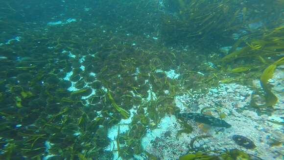 Image of Peruvian morwong