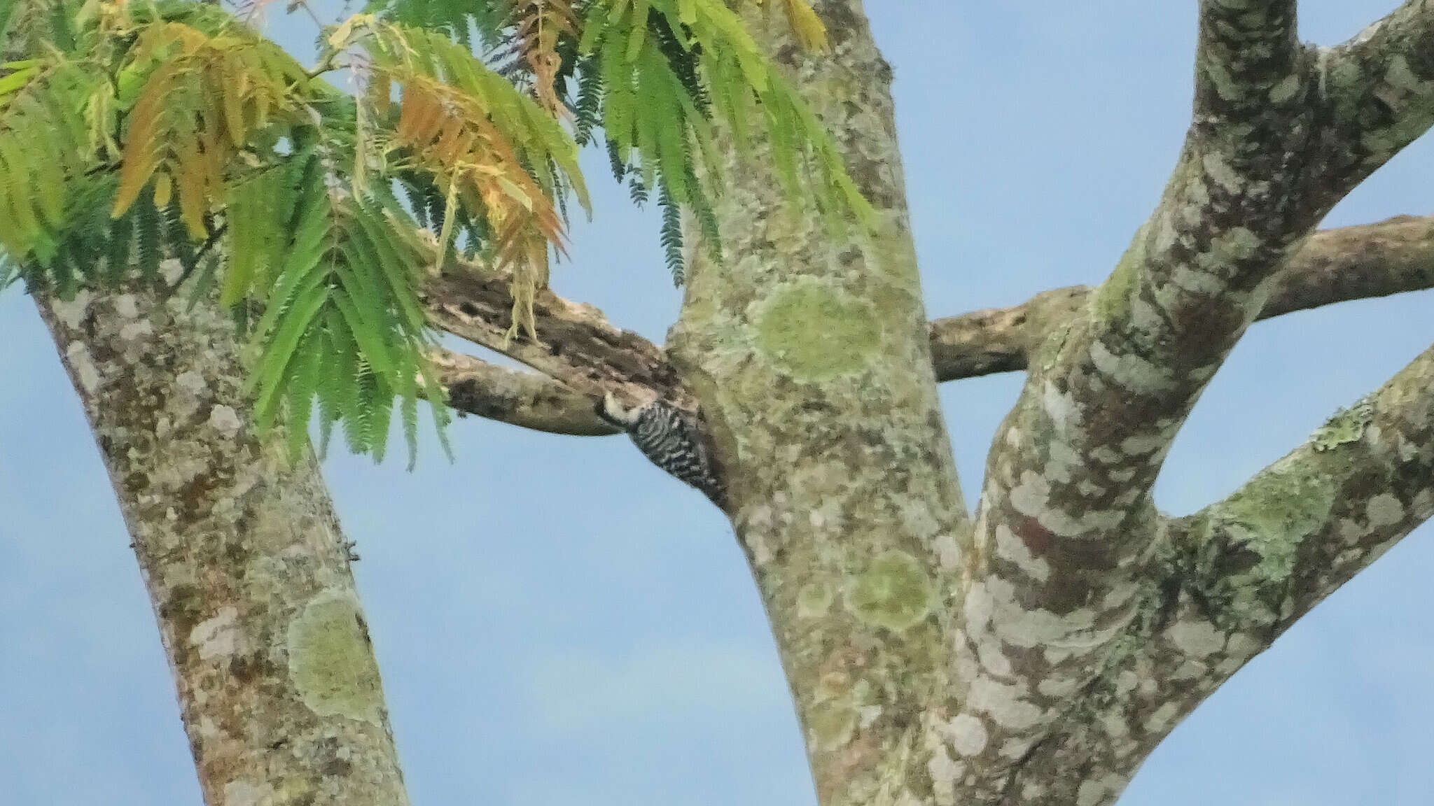 Image of Freckle-breasted Woodpecker