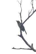 Image of Bornean Brown Barbet