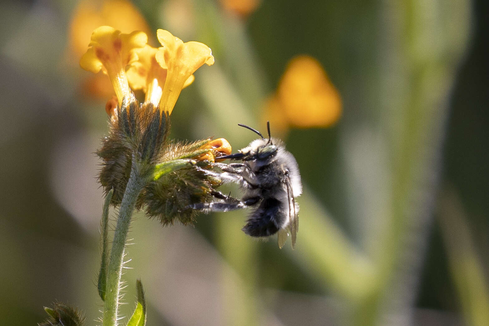 Слика од Anthophora pacifica Cresson 1879