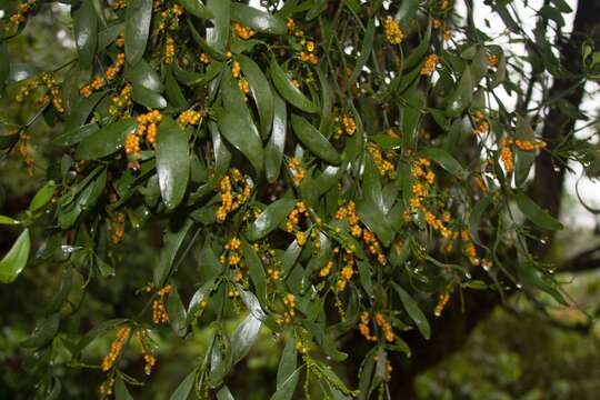 Слика од Phoradendron aurantiacum Trel.