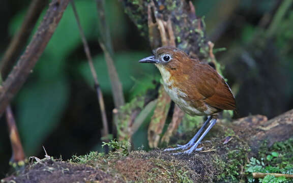 Image of Yellow-breasted Antpitta