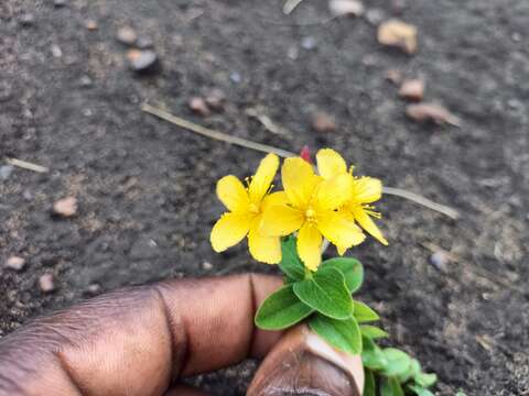 Image of Hypericum aethiopicum Thunb.