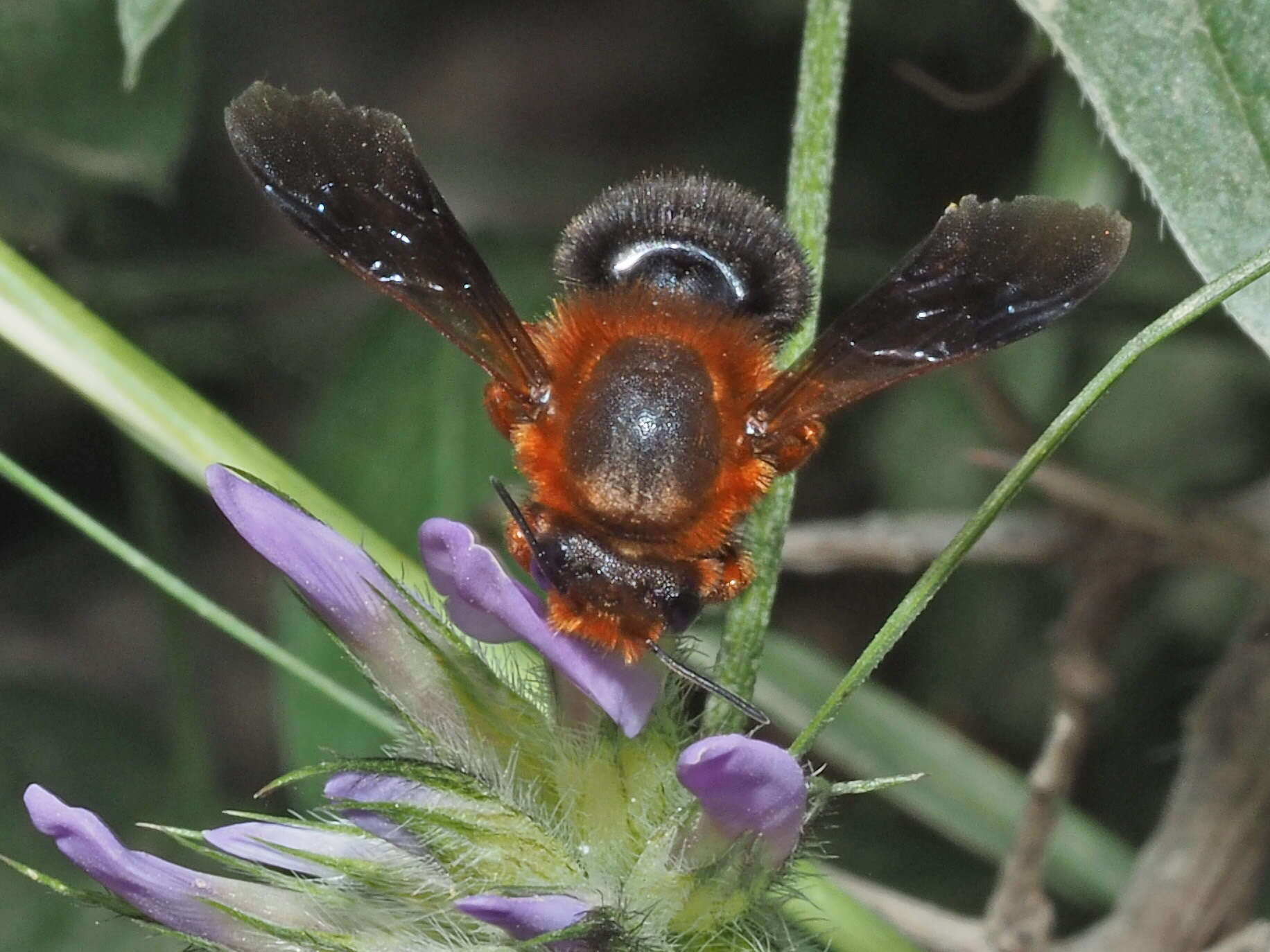 Image of Megachile sicula (Rossi 1792)