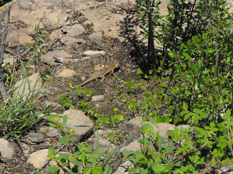 Image of Eastern Spotted Whiptail