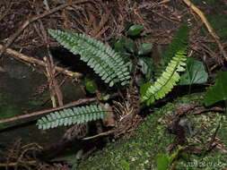 Polystichum hancockii (Hance) Diels resmi