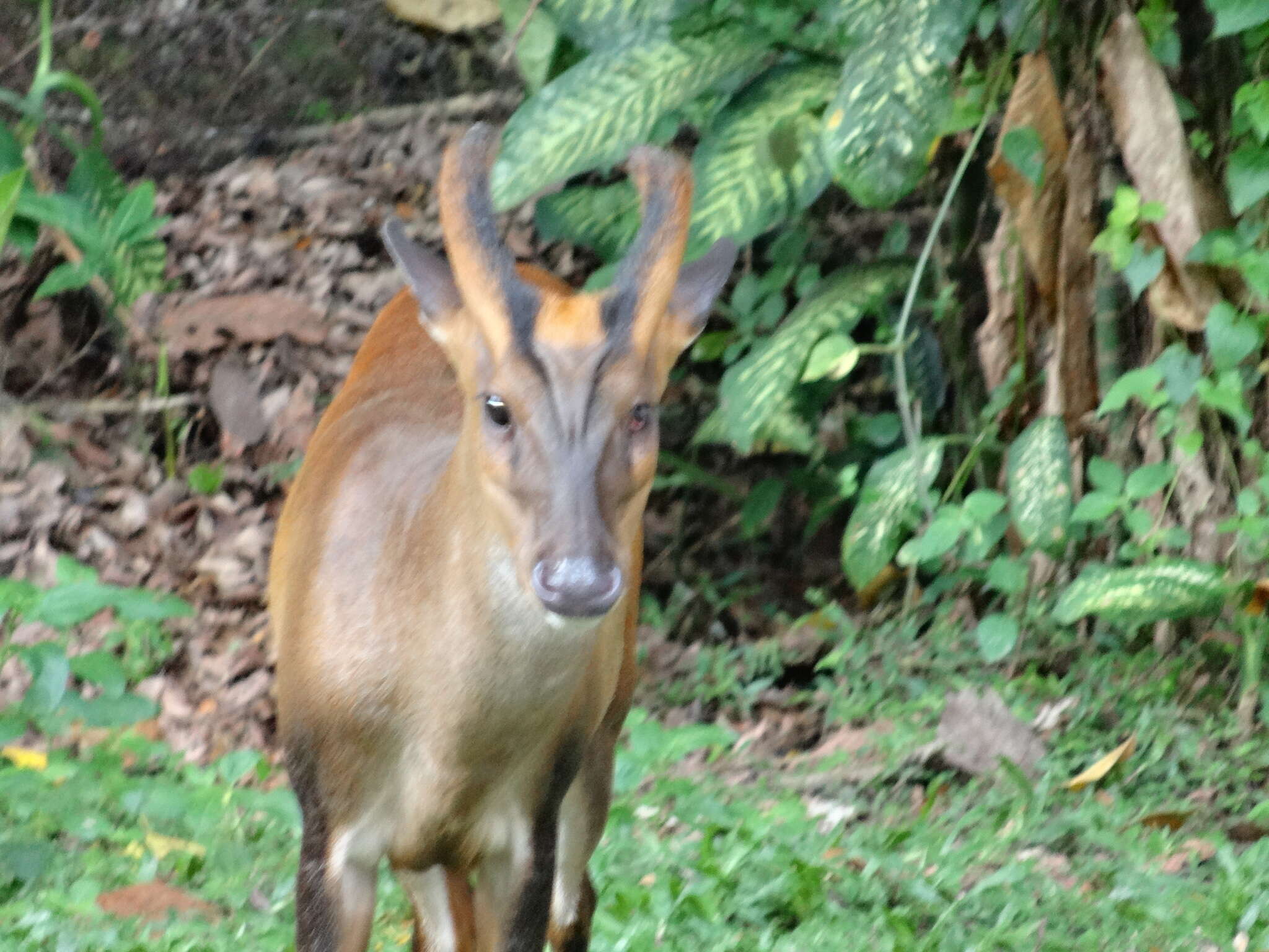 Image of Barking Deer