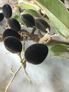 Image of velvet tamarind