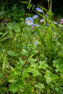 Image of Blue aster