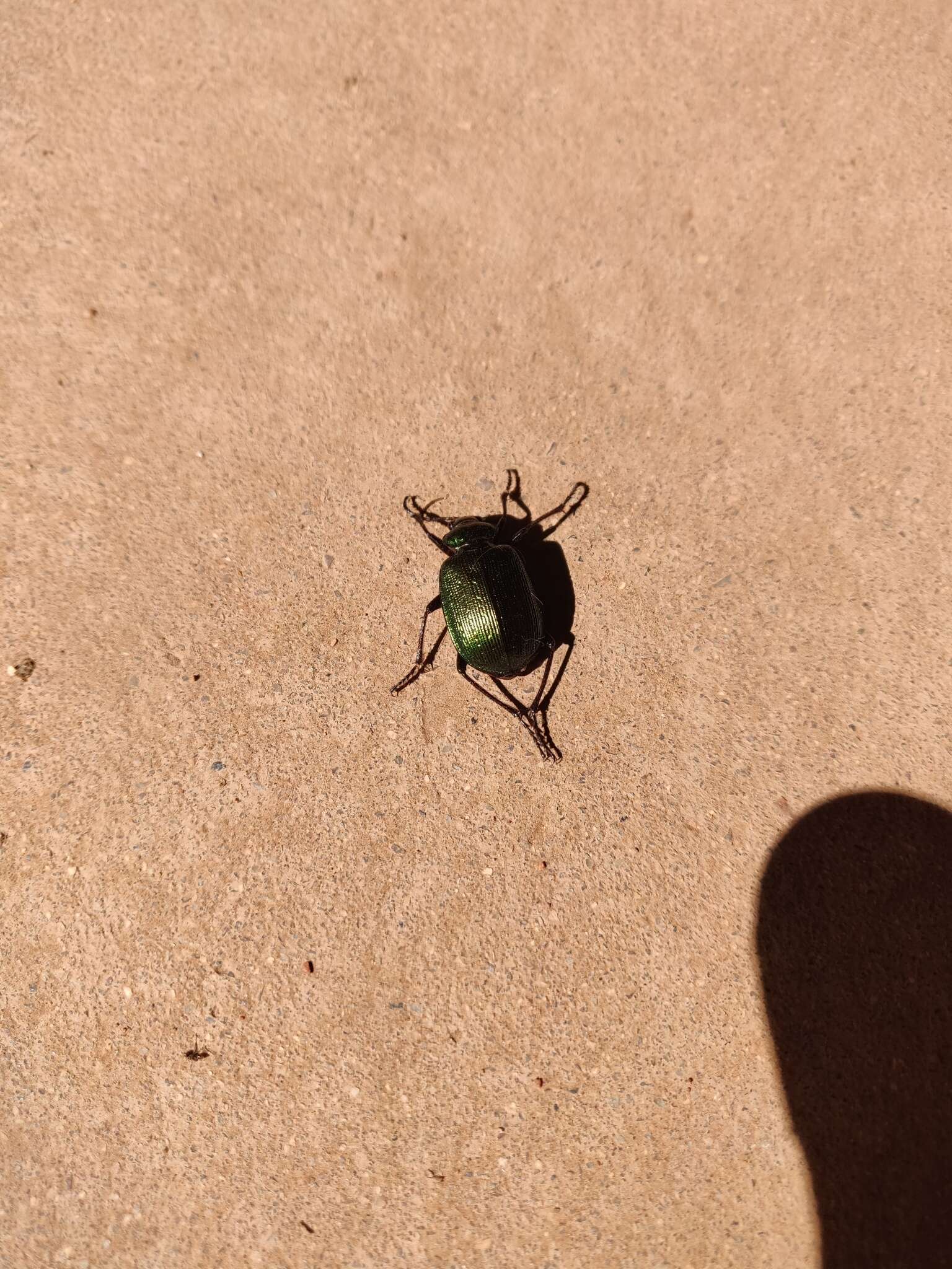 Imagem de Calosoma (Calosoma) schayeri Erichson 1842