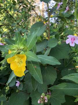 Plancia ëd Ludwigia peruviana (L.) Hara