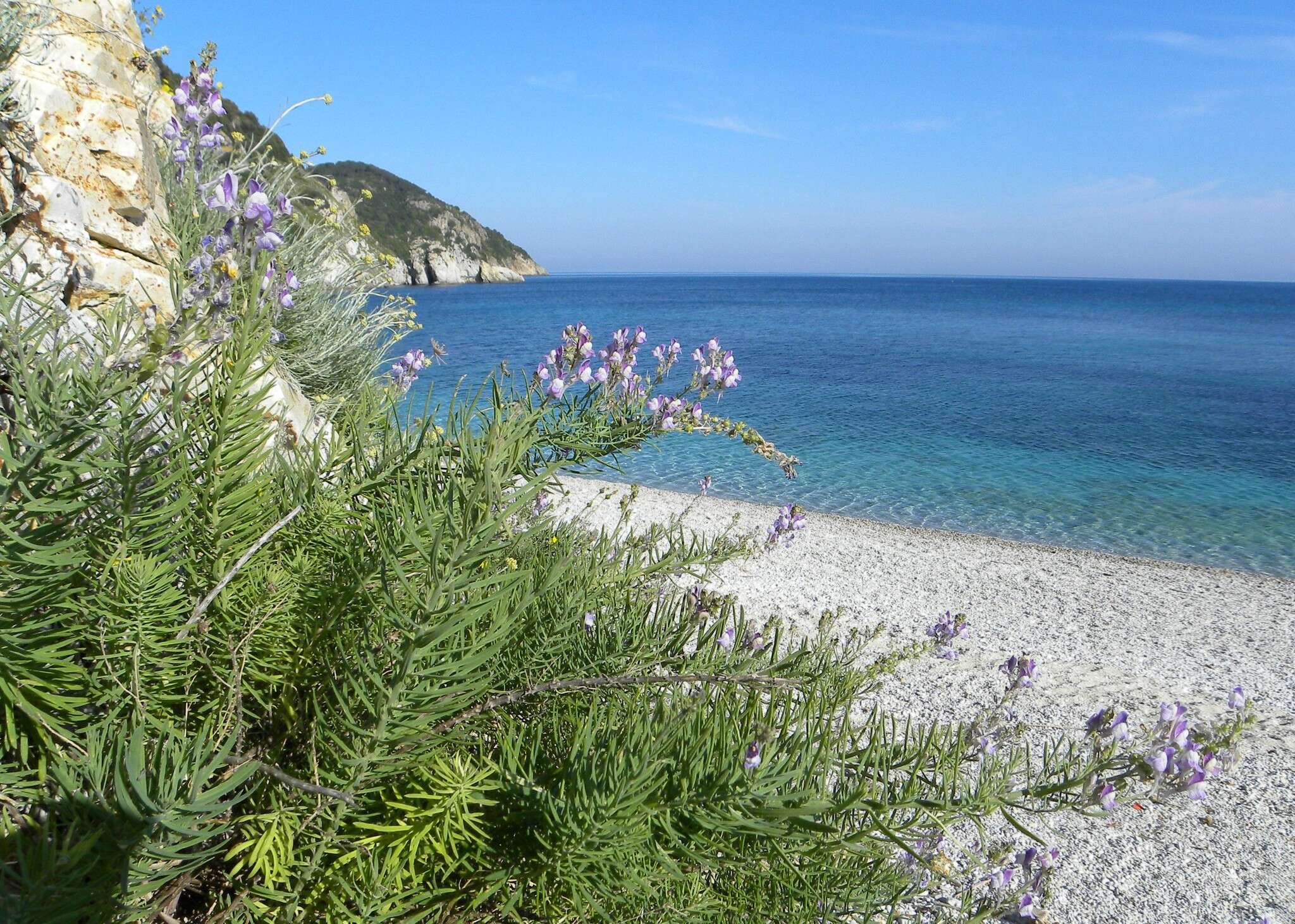 Plancia ëd Linaria capraria Moris & De Not.