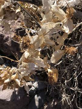 Image of hollyleaf bur ragweed