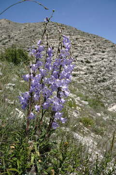 Image of Campanula sarmatica Ker Gawl.