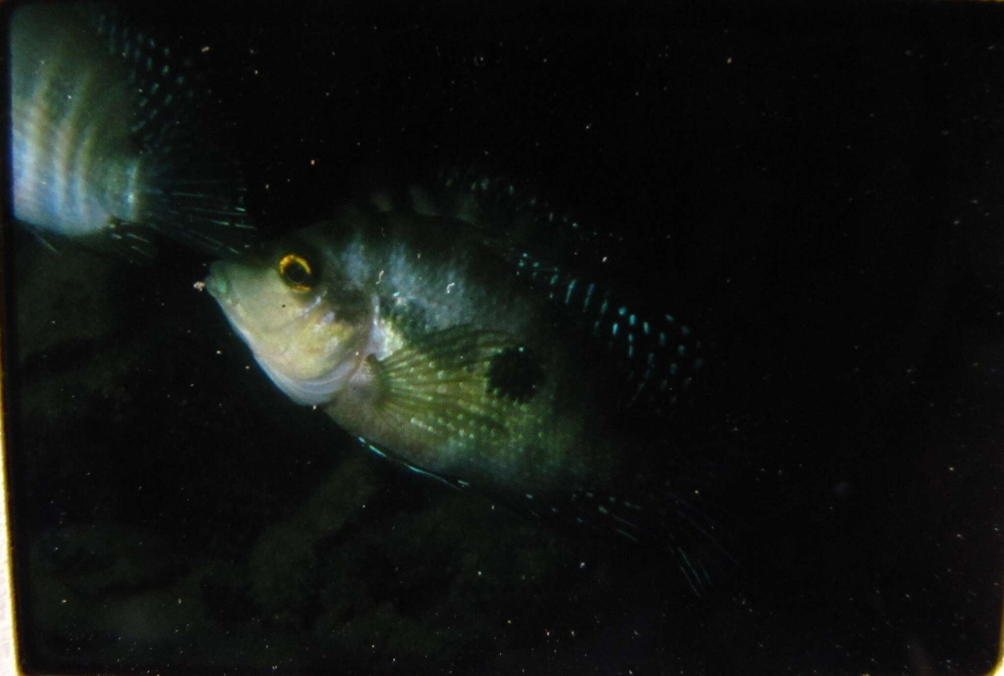 Image of Red breast cichlid