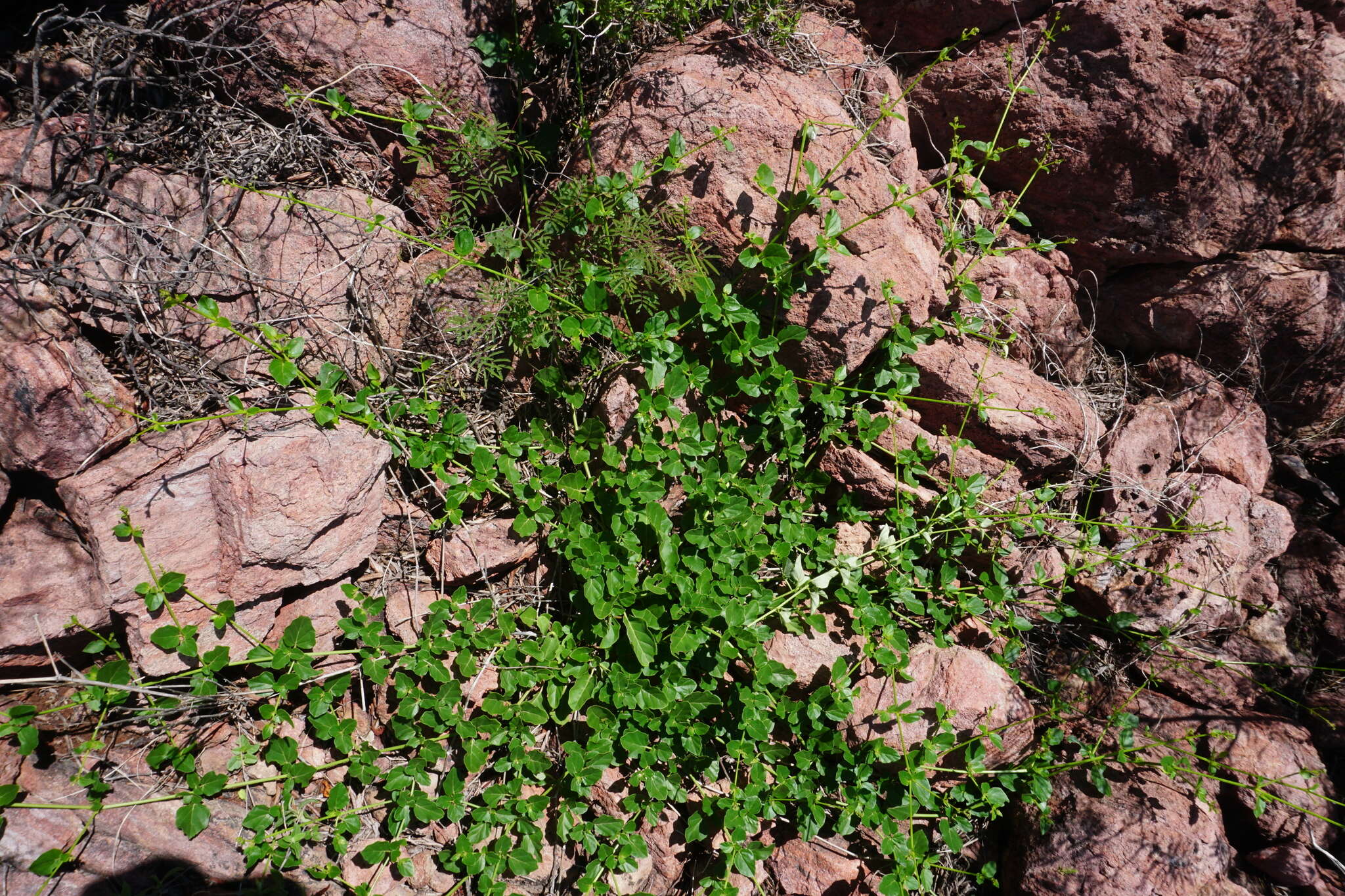 Imagem de Boerhavia gracillima Heimerl