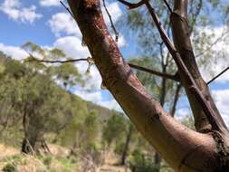 Sivun Acacia deanei (R. T. Baker) M. B. Welch, Coombs & McGlynn kuva