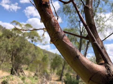 Image of Deane's wattle