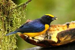 Image of Orange-bellied Euphonia