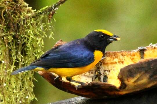 Image of Orange-bellied Euphonia