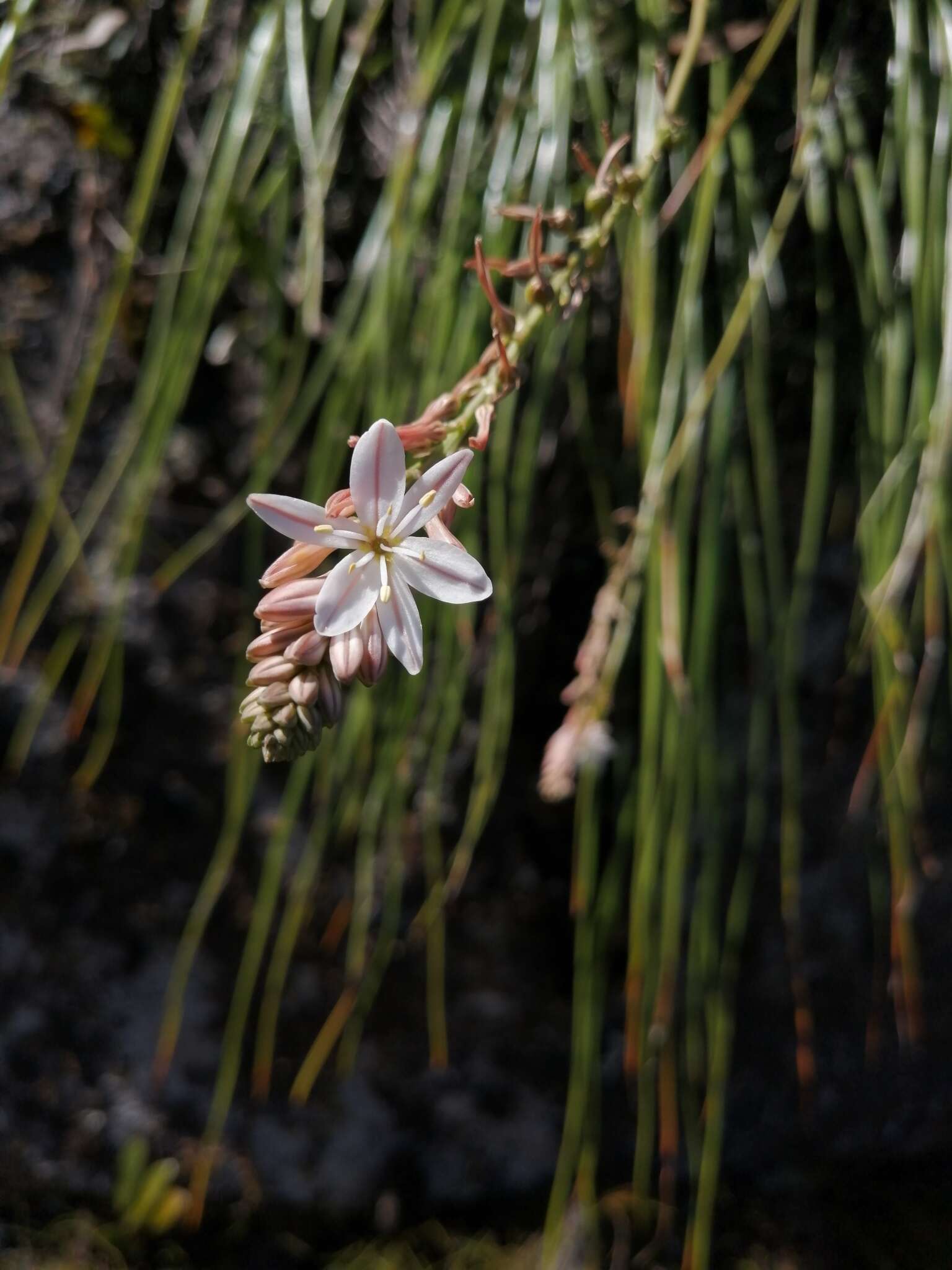 Слика од Trachyandra tabularis (Baker) Oberm.