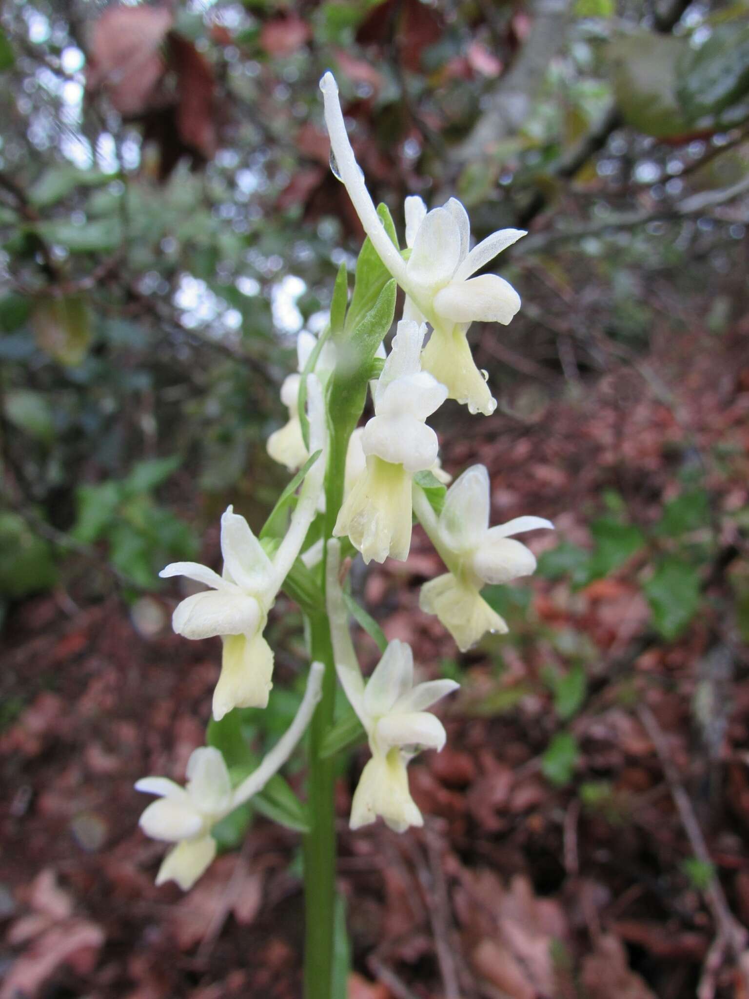 Image of Roman Dactylorhiza