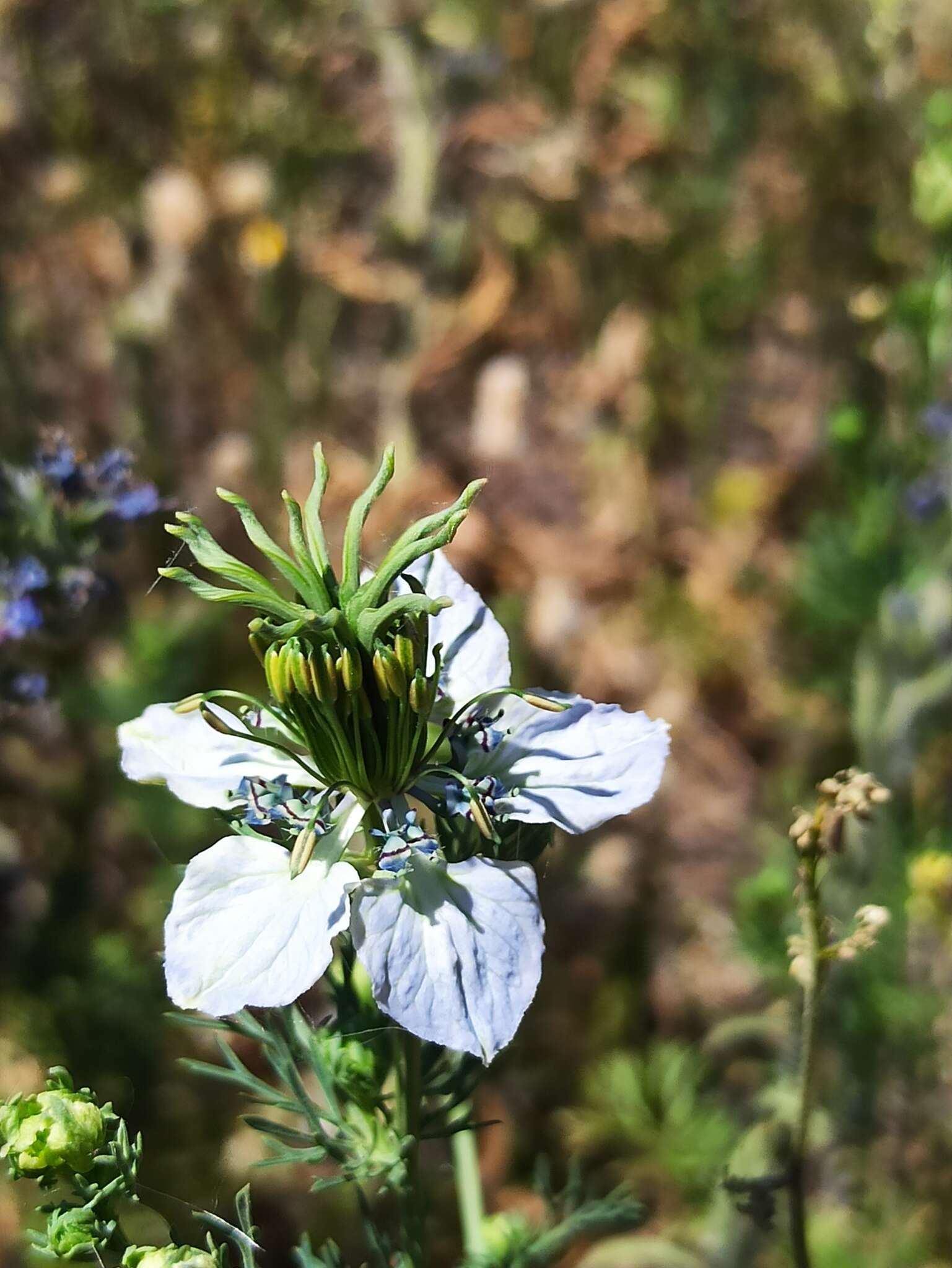 Image de Nigella gallica Jordan