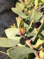 Слика од Arctostaphylos rainbowensis J. E. Keeley & A. Massihi