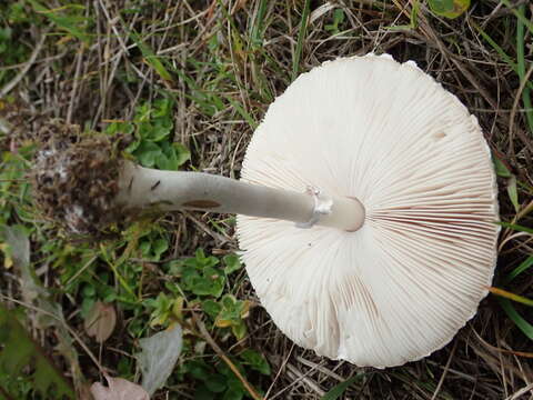 Слика од Macrolepiota excoriata (Schaeff.) Wasser 1978