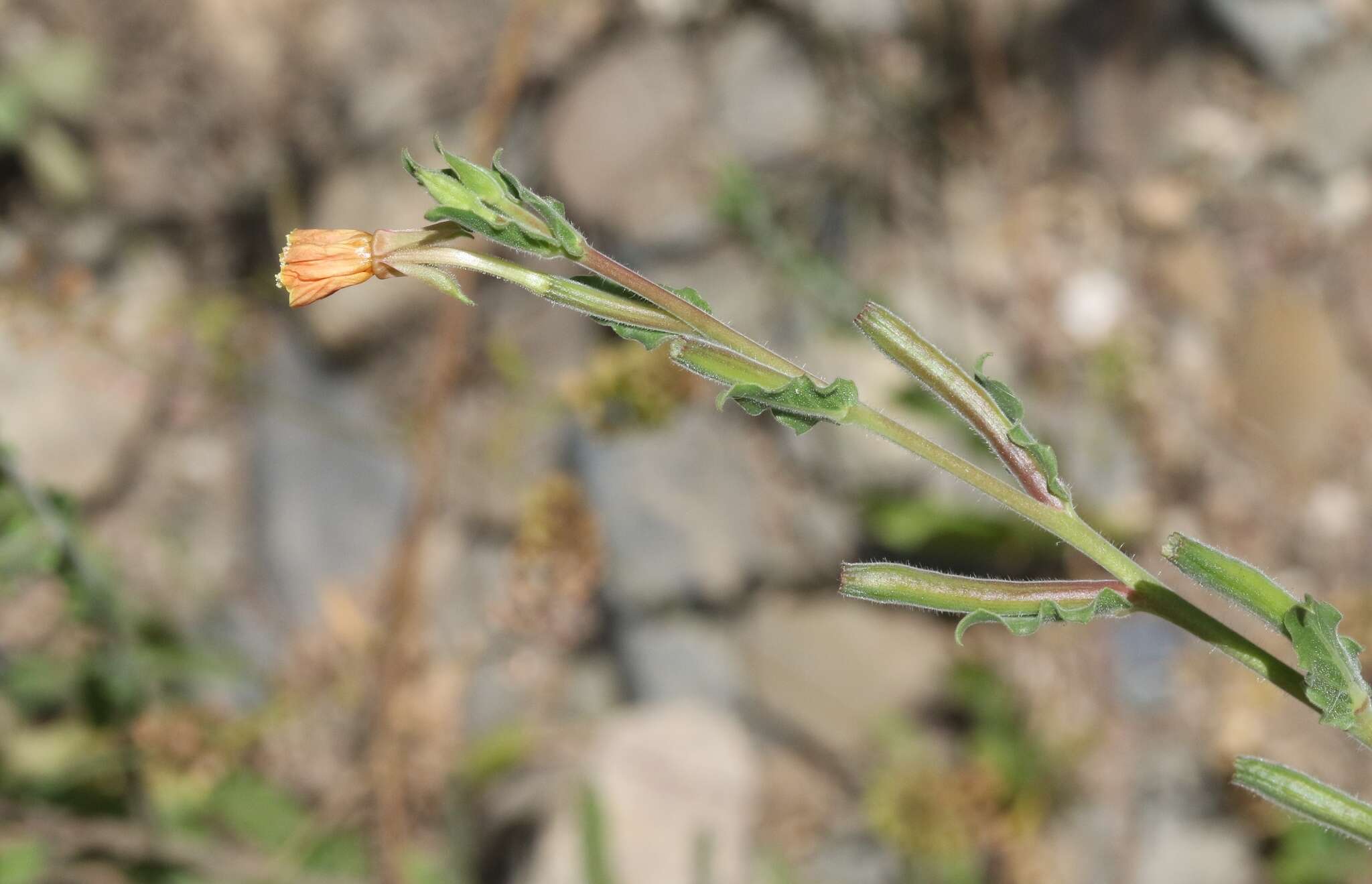 Plancia ëd Oenothera indecora Camb.