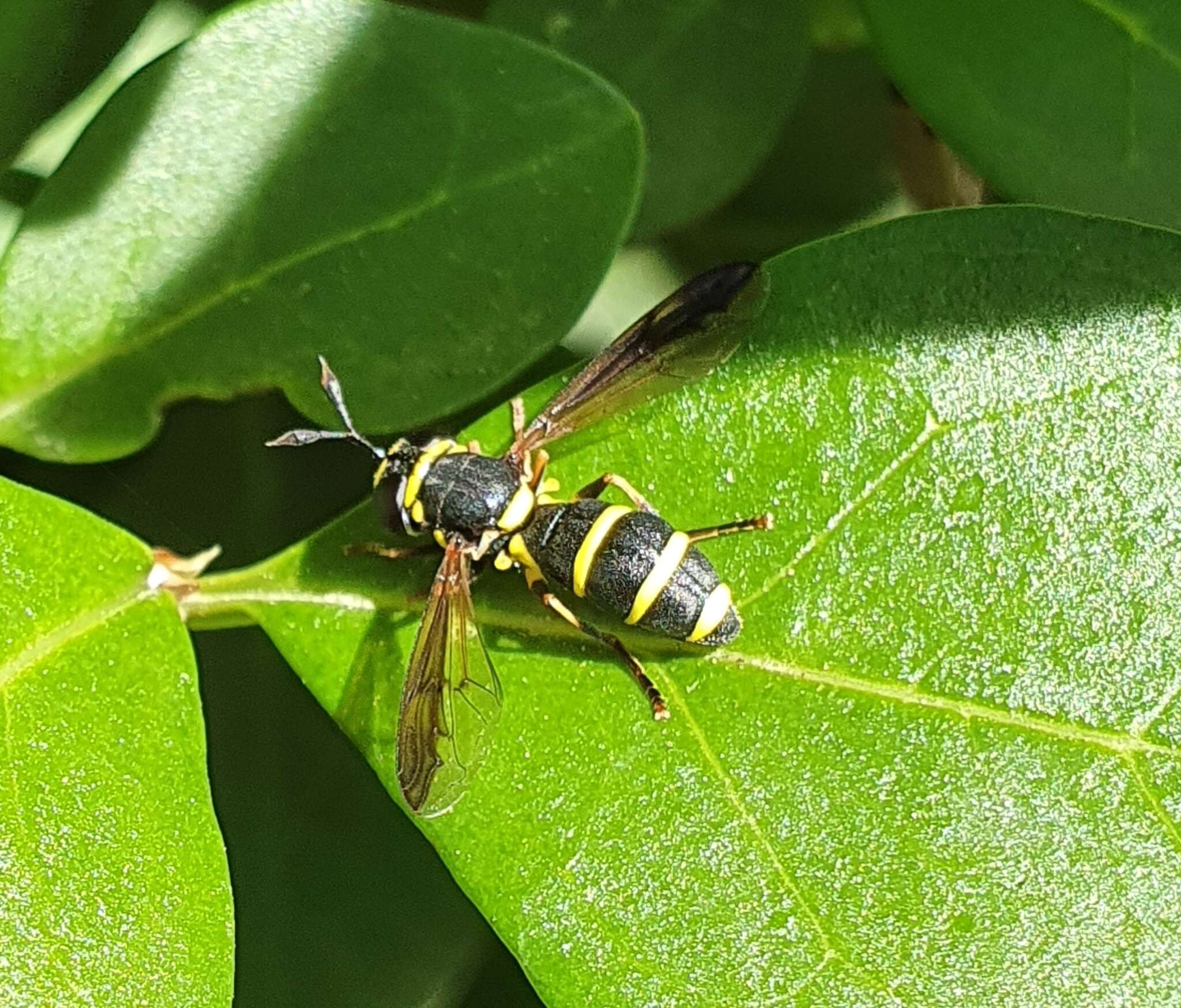 Image of Ceriana vespiformis (Latreille 1809)