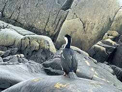 Image of Antarctic Shag