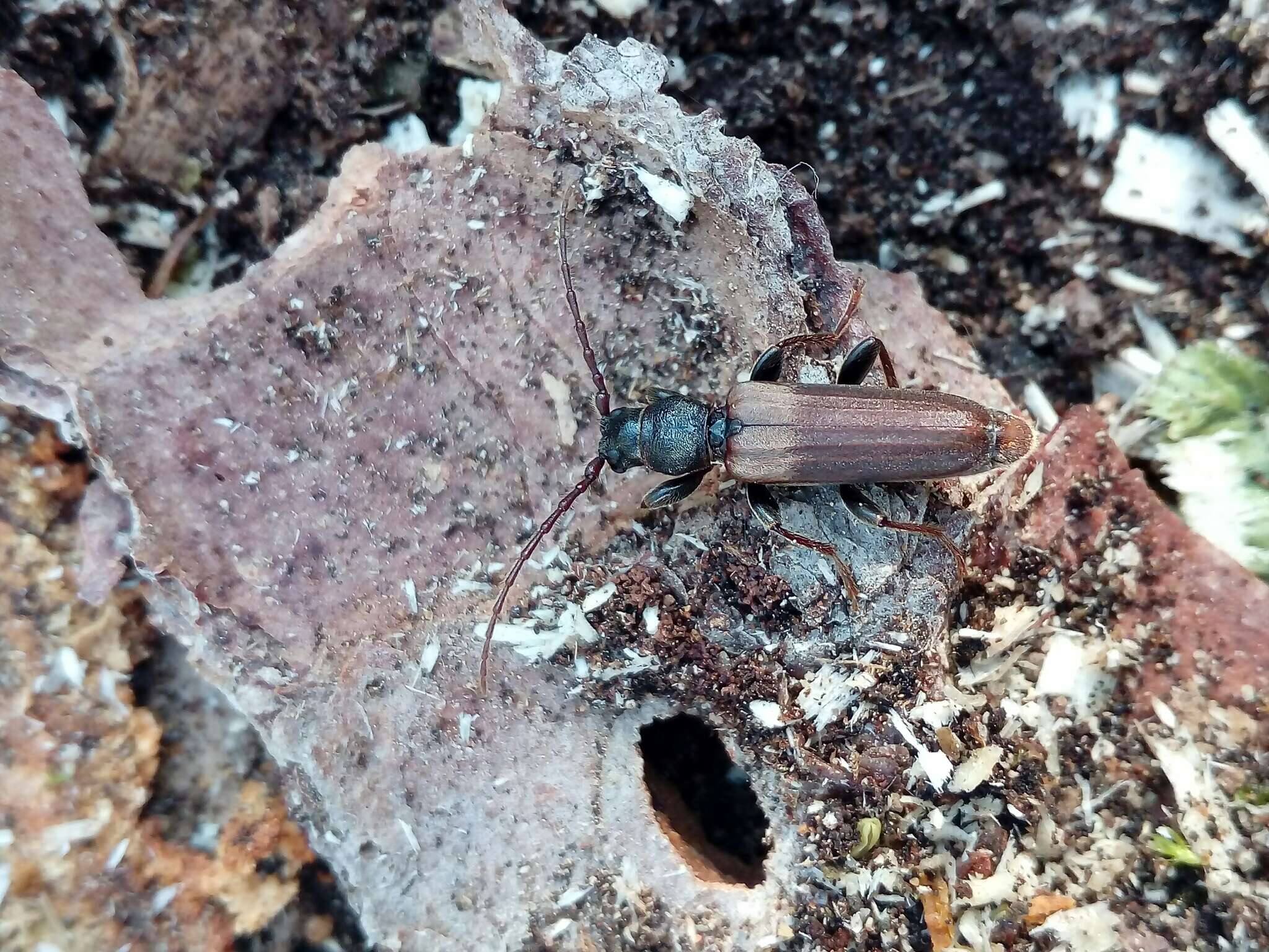 Image of Brown spruce longhorn beetle