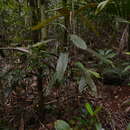 Image of Pycnandra fastuosa (Baill.) Vink