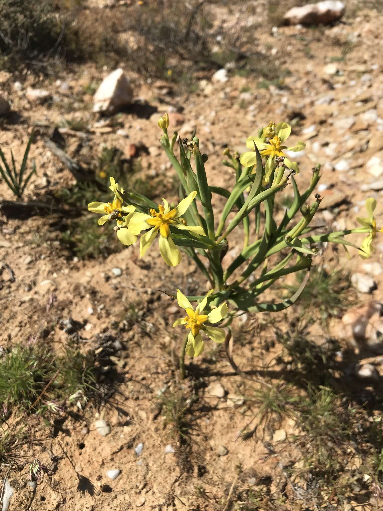 Image of Moraea knersvlaktensis Goldblatt