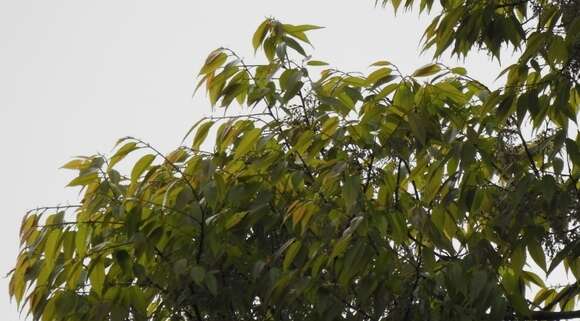 Image of Ulmus mexicana (Liebm.) Planch.