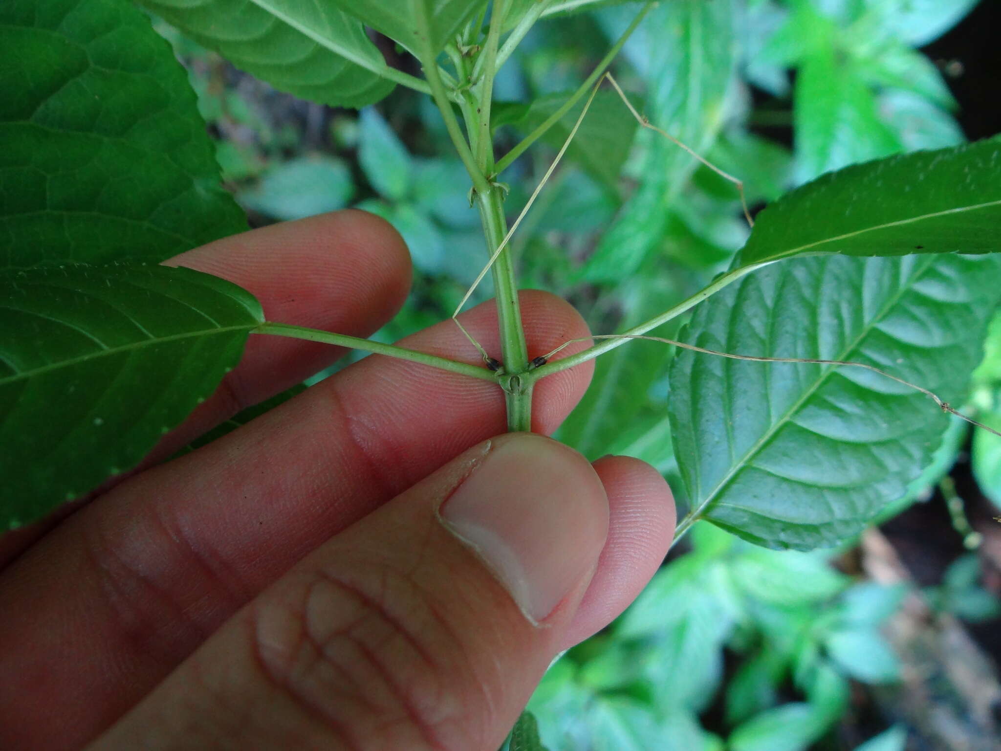 Image of Mercurialis leiocarpa Siebold & Zucc.